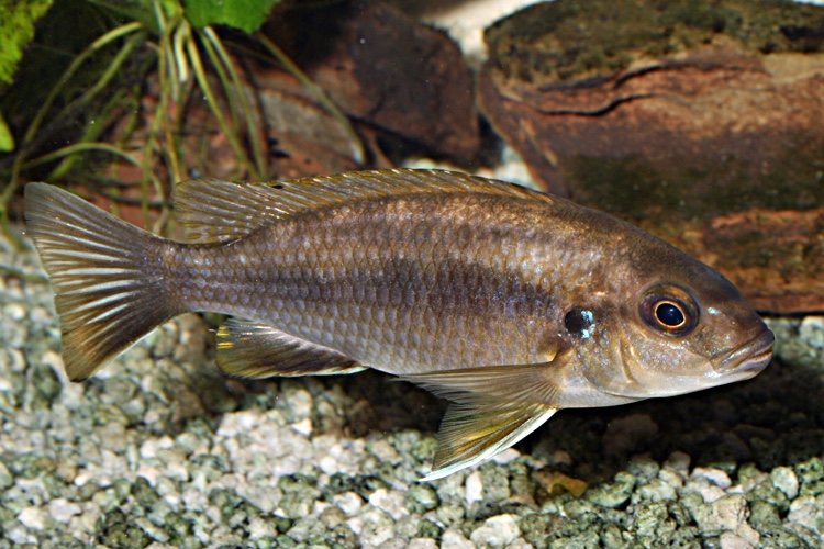 Gephyrochromis moorii 'Msuli'